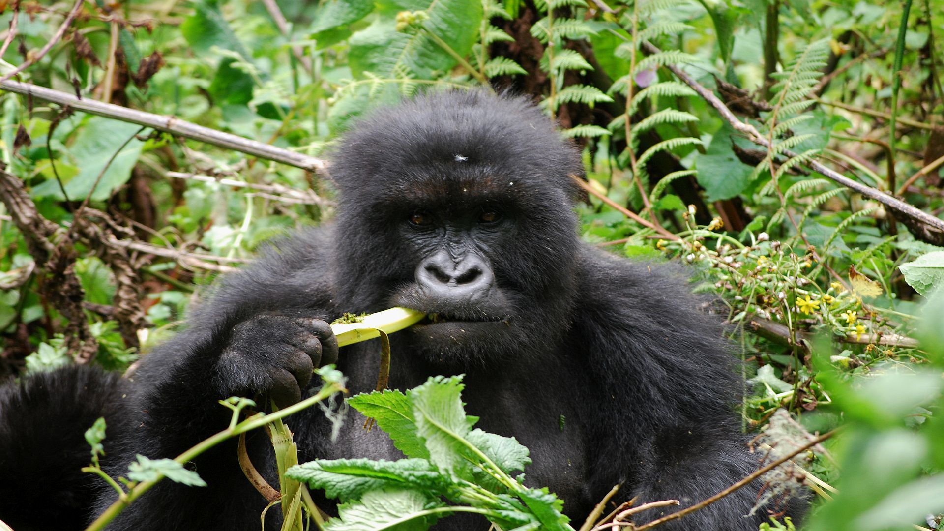 Mountain gorilla eating vegetation in Volcanoes National Park, Rwanda