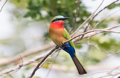 This colorful bee-eater perched on a branch against the backdrop of Murchison Falls National Park's lush vegetation