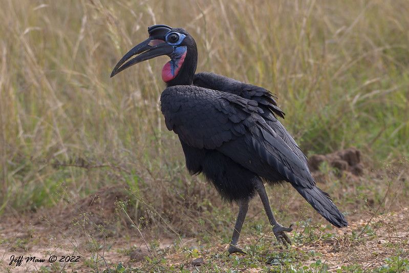 A majestic ground hornbill standing on the savannah, its striking black plumage and bright red facial skin visible