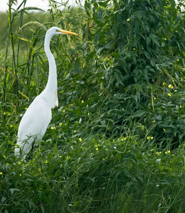 heroin birding experience at Murchison falls, a birding destination in Uganda