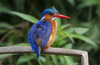 a king fisher viewed relaxing at lake Mburo on a 3 days birding safari