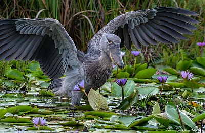 A shoebill stork flying over a marshy area surrounded by tall grasses and water lilies