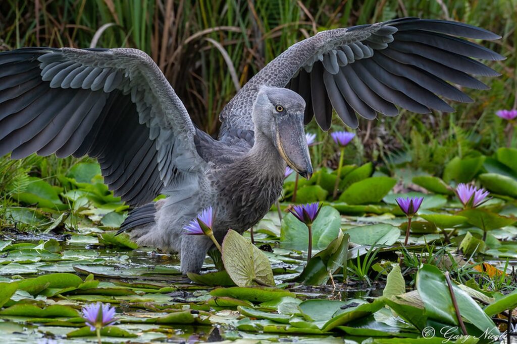 shoebill stork in mabamba swamp,entebbe