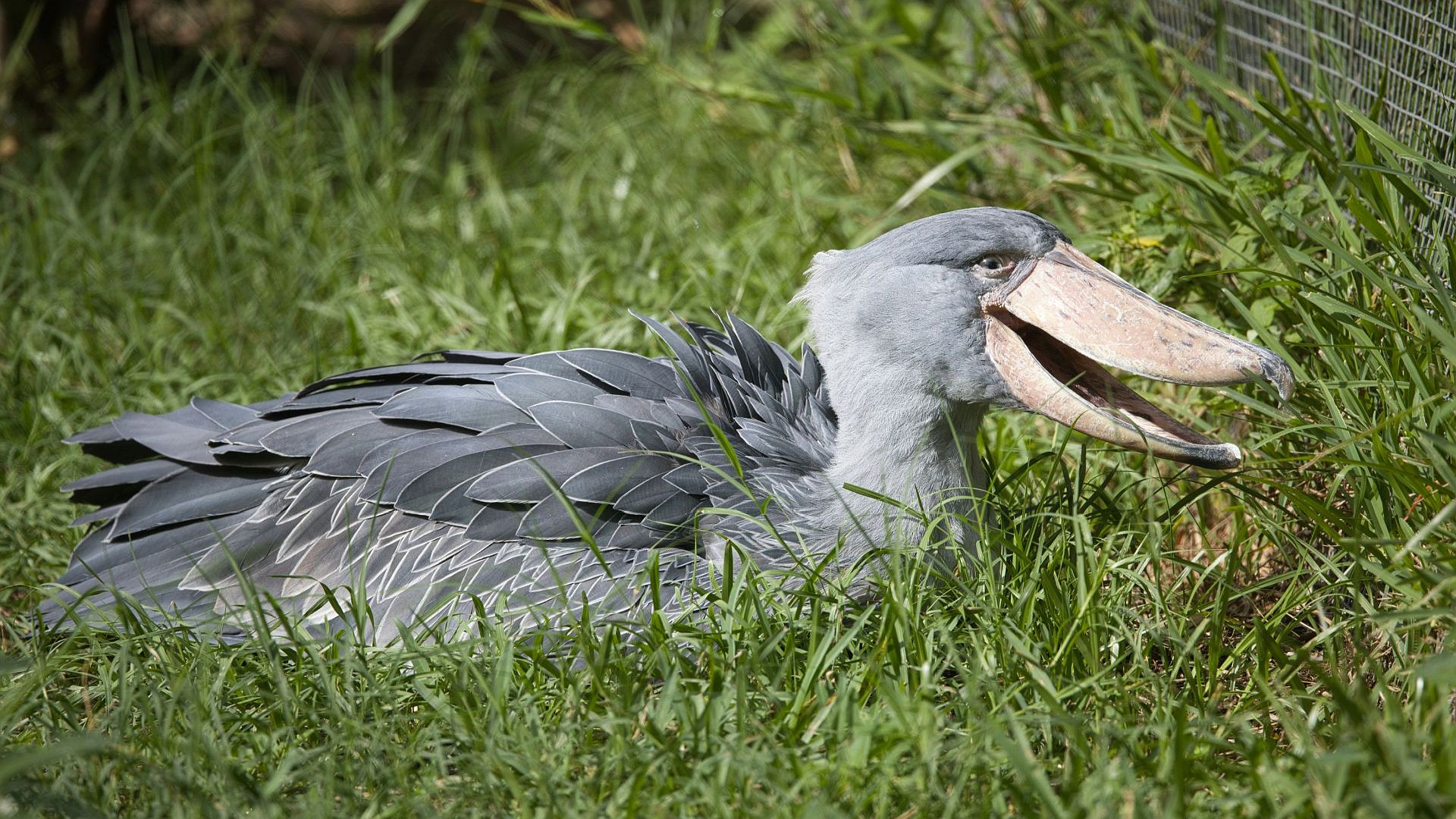 A shoebill stork resting in the lush green grass.