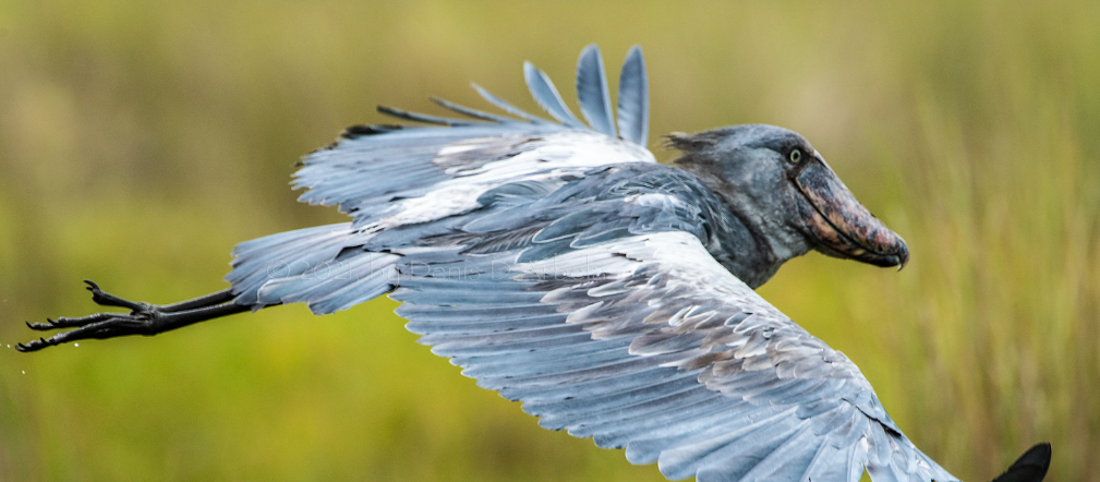 Explore Uganda’s Top 10 Birding Destinations