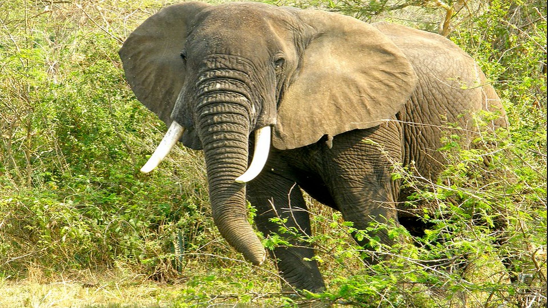 an african elephant spotted while on wildlfe safari on 4 Days Uganda Bwindi Gorilla Trek