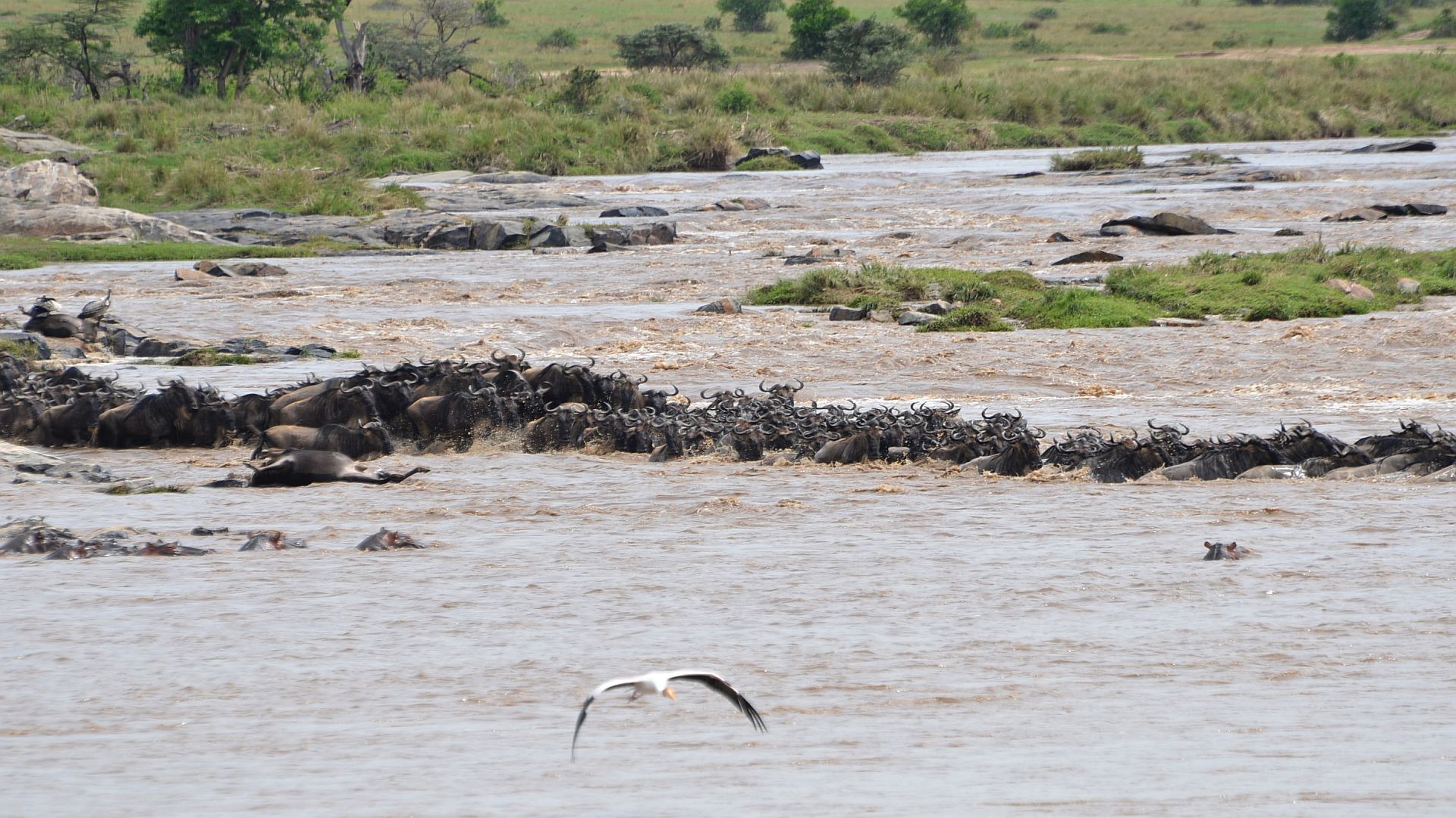 3 Days Serengeti Wildebeest Migration