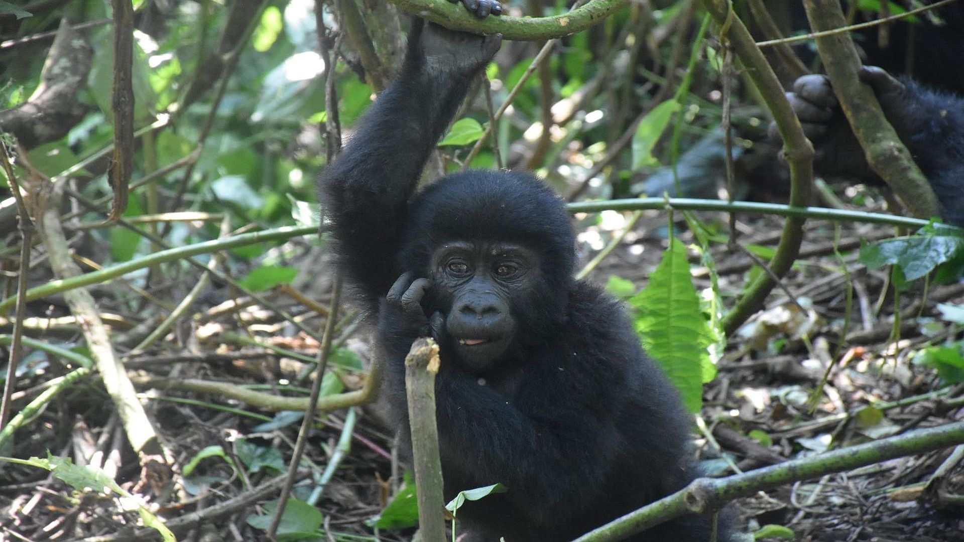 a young gorilla takes a rest from days activities at Bwindi Forest National park