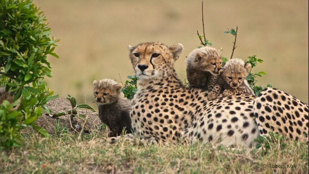 A cheetah mother with her young cubs lounging on her in a lush savannah