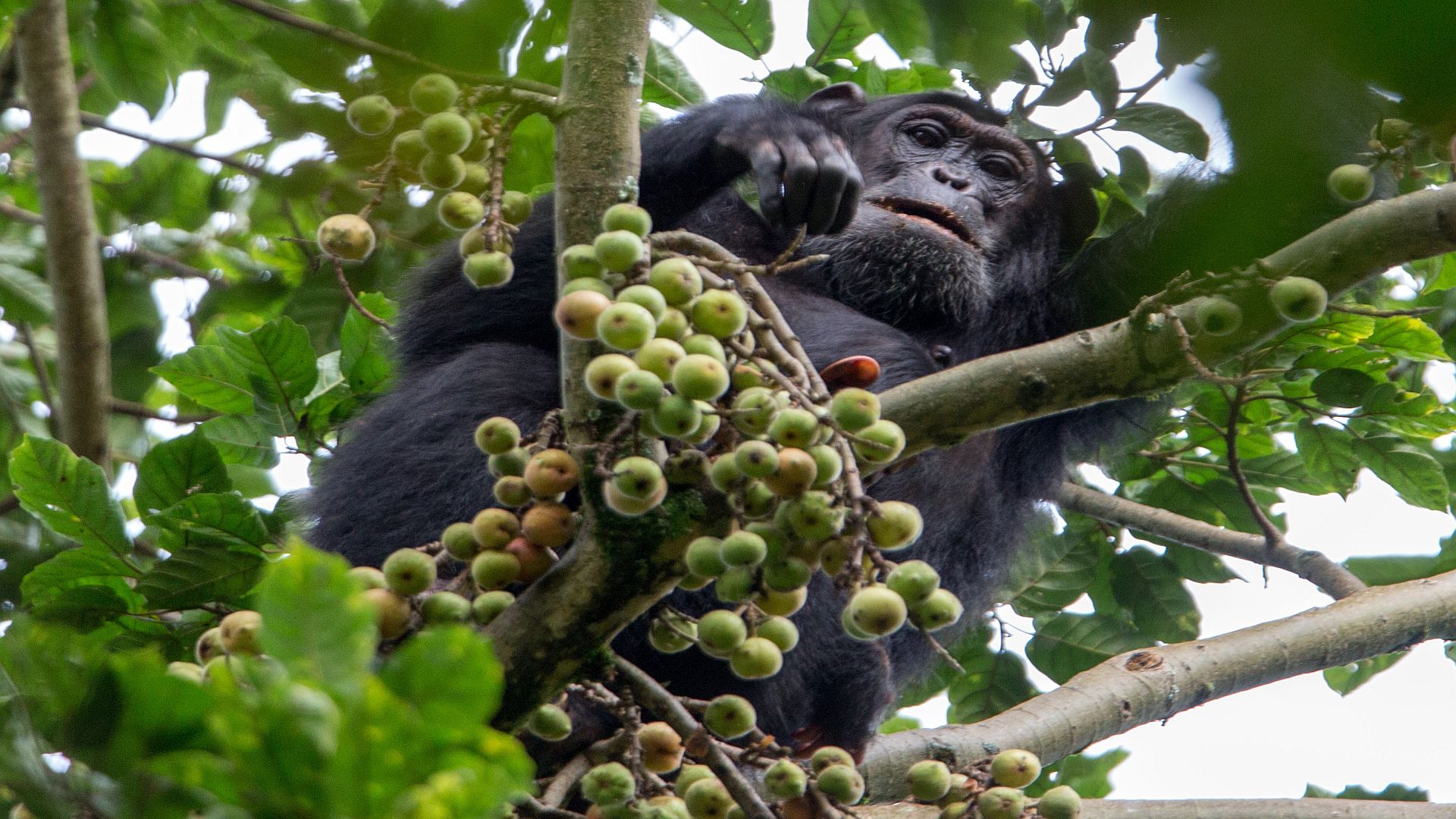 chimpanzee tracking at nyugwe forest national park