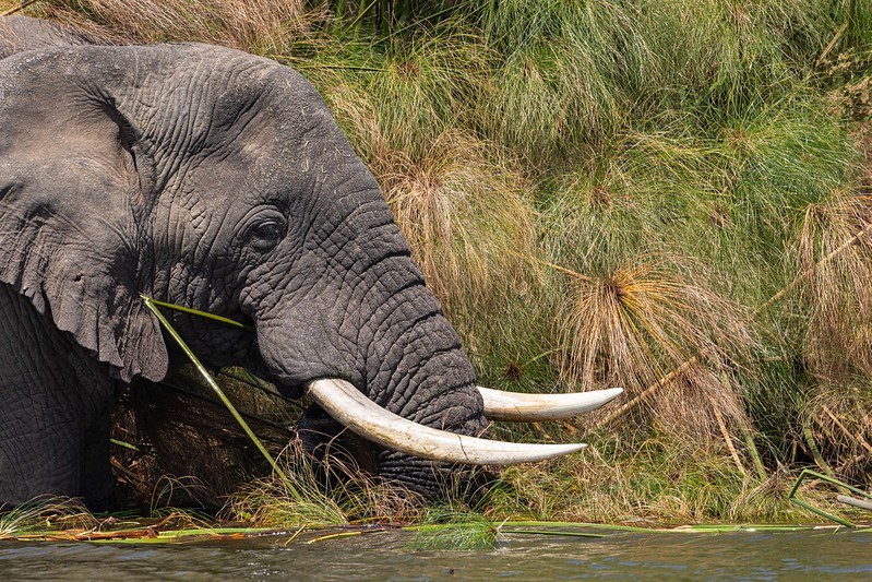 Akagera National Park,Rwanda