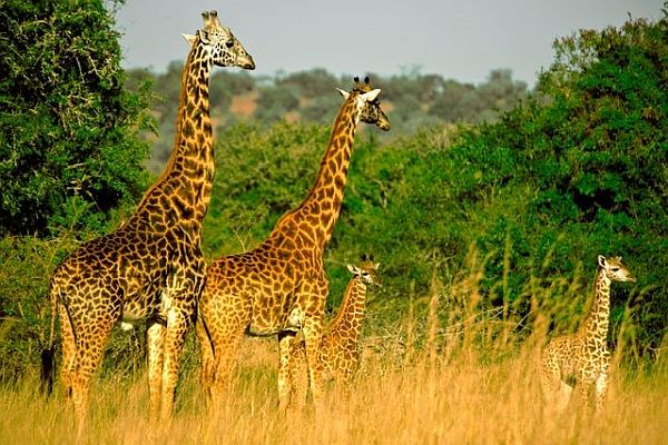 giraffes graze through Akagera National Park grasslands