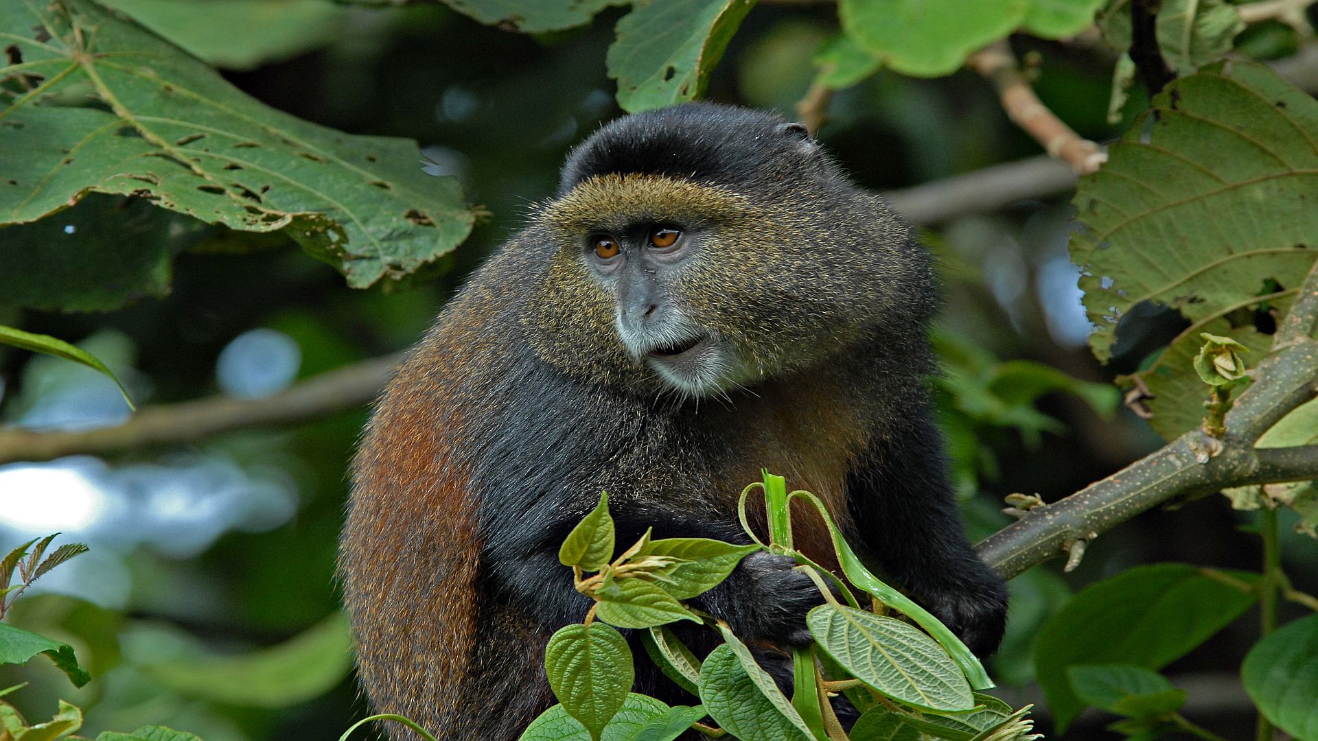 4 Days Rwanda Gorilla Tour and Golden Monkey Trekking