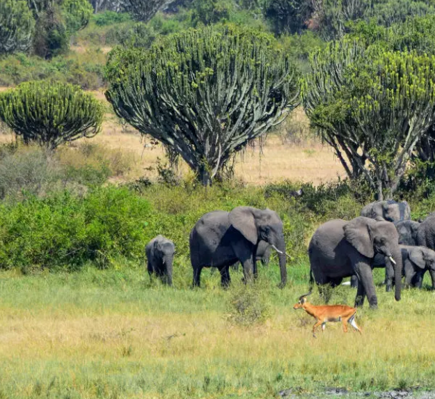 elephants graze through Queen Elizabeth on 5 Days Kibale Chimpanzees and Wildlife