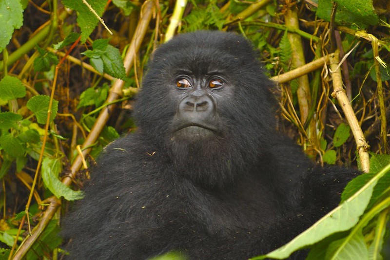 a juvinelle gorilla stares at its visitors at volcanoes national park,Rwanda