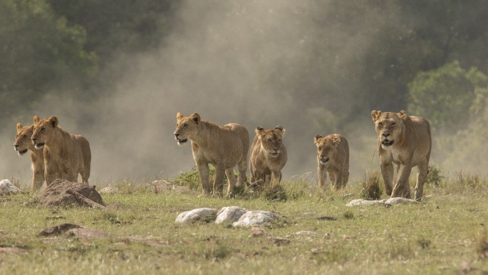 10 Days Kenya Tanzania Family Wildlife Safari