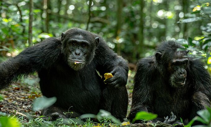 5 Days Kibale Chimpanzees,Gorillas with Wildlife Safari