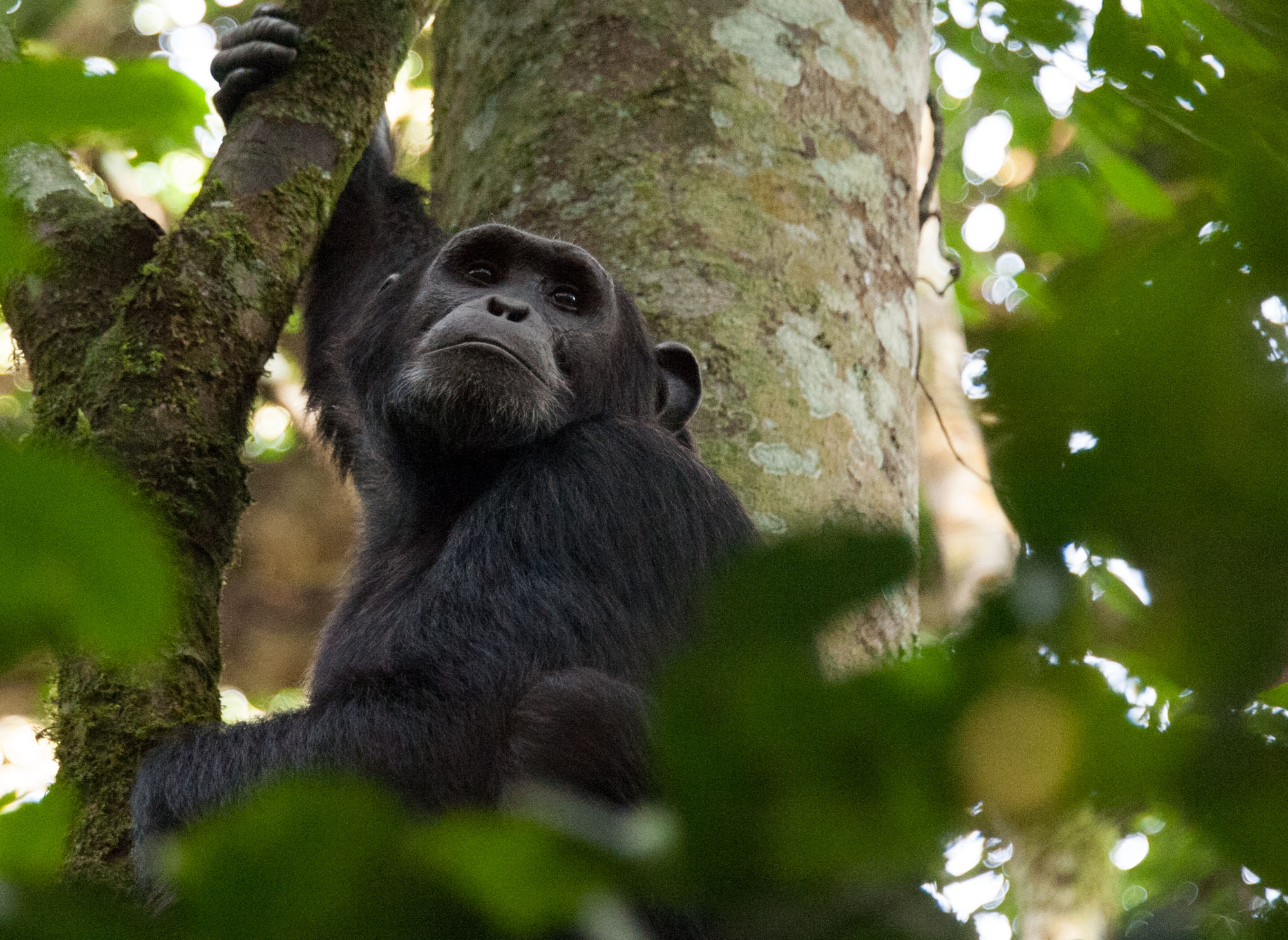 kibale chimpanzee tracking exercise on 5 days gorillas ,chimps and wildlife safri