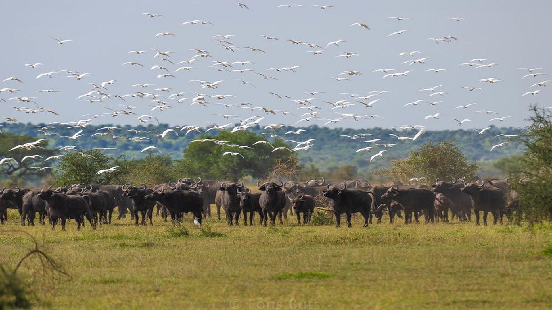 6 Days Tanzania Wildlife Safari