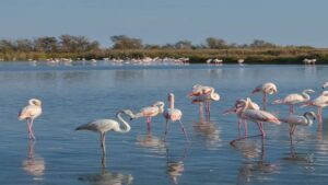 flamingos enjoy lake nakuru water