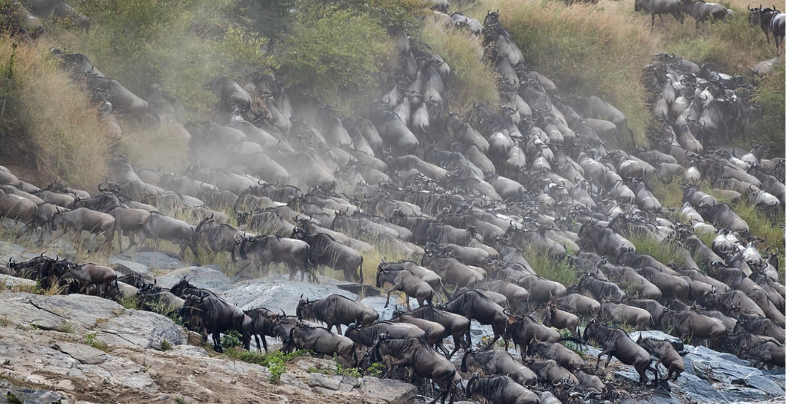 kenya tanzania great wildebest migration