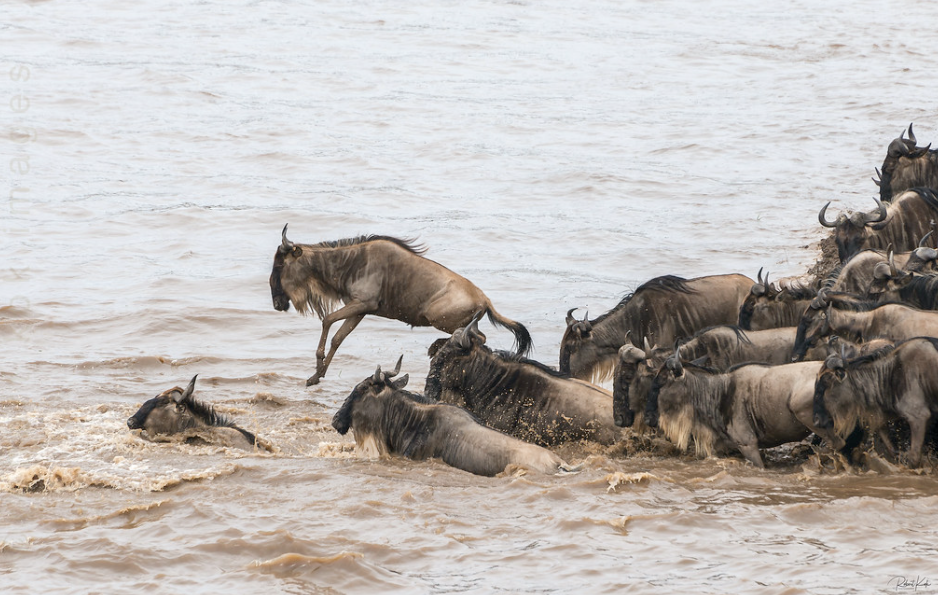 wildebeests cross through mara river on 3 days masai mara safari