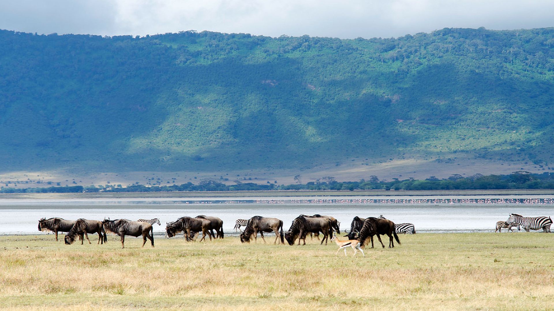 wildlife viewing at Ngorongoro crater