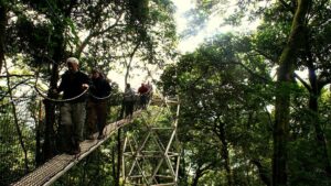 7 Days Gorilla Trek ,chimpanzee tracking and wildlife safari