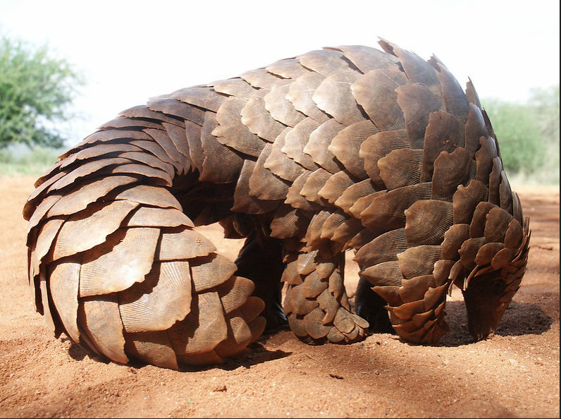 pangolin coils at pangolin rescue center Bwindi,Uganda