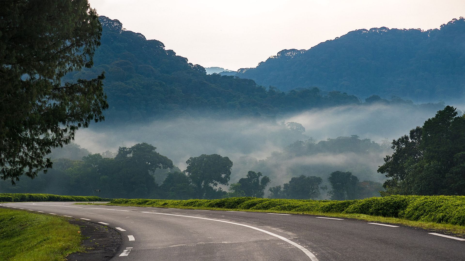 The road to Nyungwe Forest National Park winds through lush greenery, offering breathtaking views of the ancient rainforest shrouded in mist.