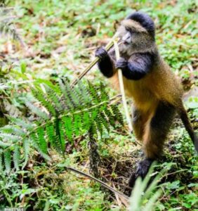 A golden monkey nibbles on bamboo in a lush forest