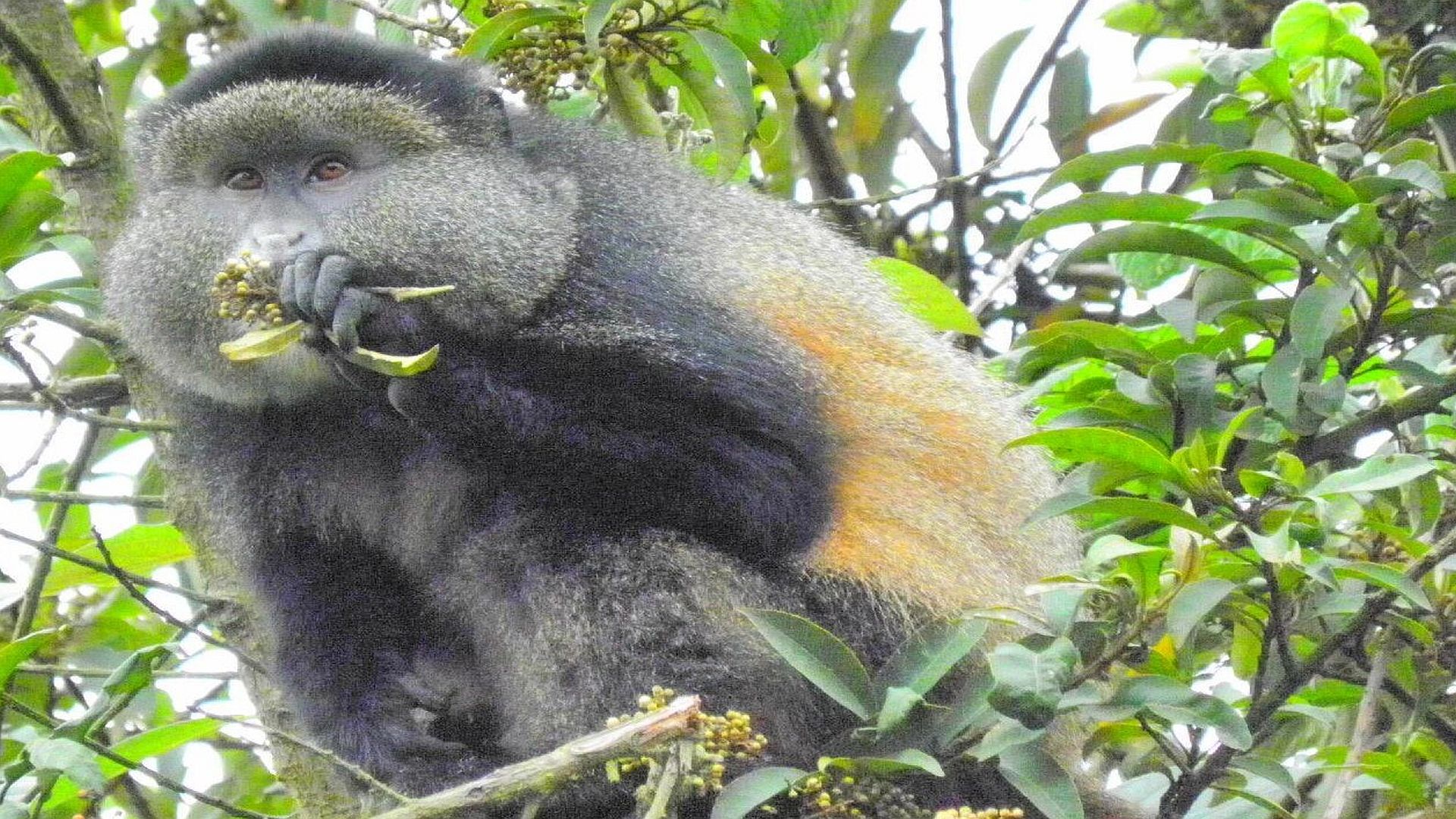 A golden monkey enjoys its meal on a Rwanda Gorillas and Golden Monkeys: A thrilling adventure 