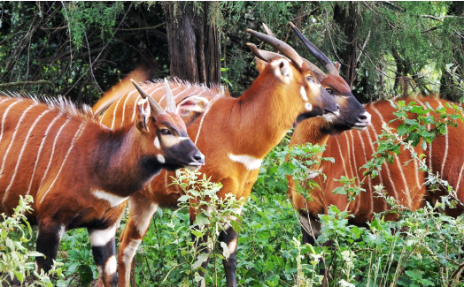 forest bongo antelope viewing on 9 Days Magical Kenya Safari