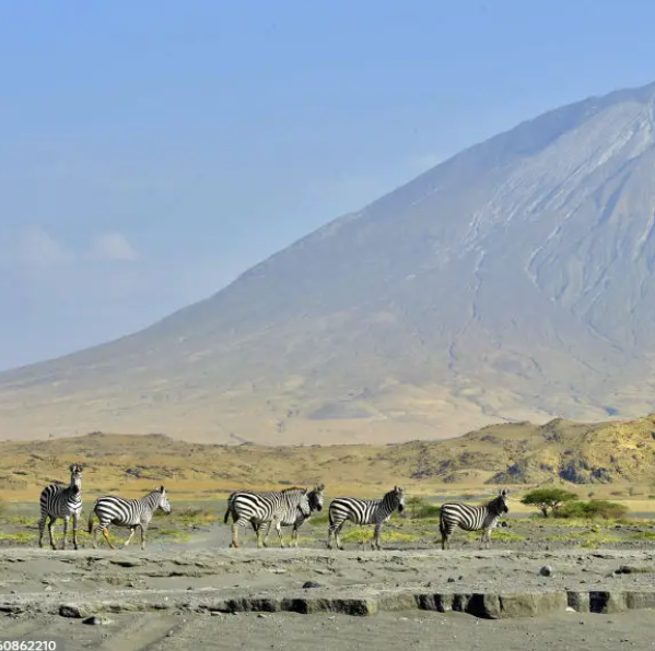 zebras viewed at arusha national ark o on the 6 Days Tanzania Wildlife Sfari