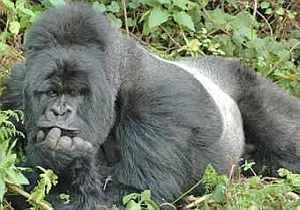 Mountain Gorilla Trekking