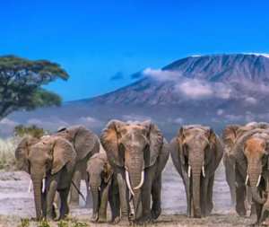 a herd of elephants spotted on Amboseli Safari 