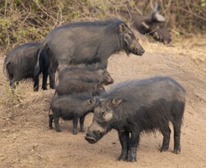 several giant foresthogs among the various wildlife species to expect on your 9 Days Magical Kenya Safari