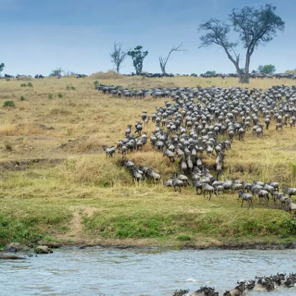 3 days Serengeti wildebeest migration safari