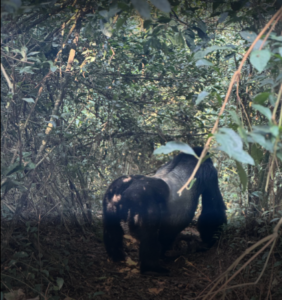 silver back spotted on a 10 Day Uganda Wildlife Safri,chimpanzees and gorilla trek