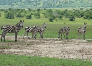 zebras spotted grazing on 1 Day Akagera National Park Wildlife Safari