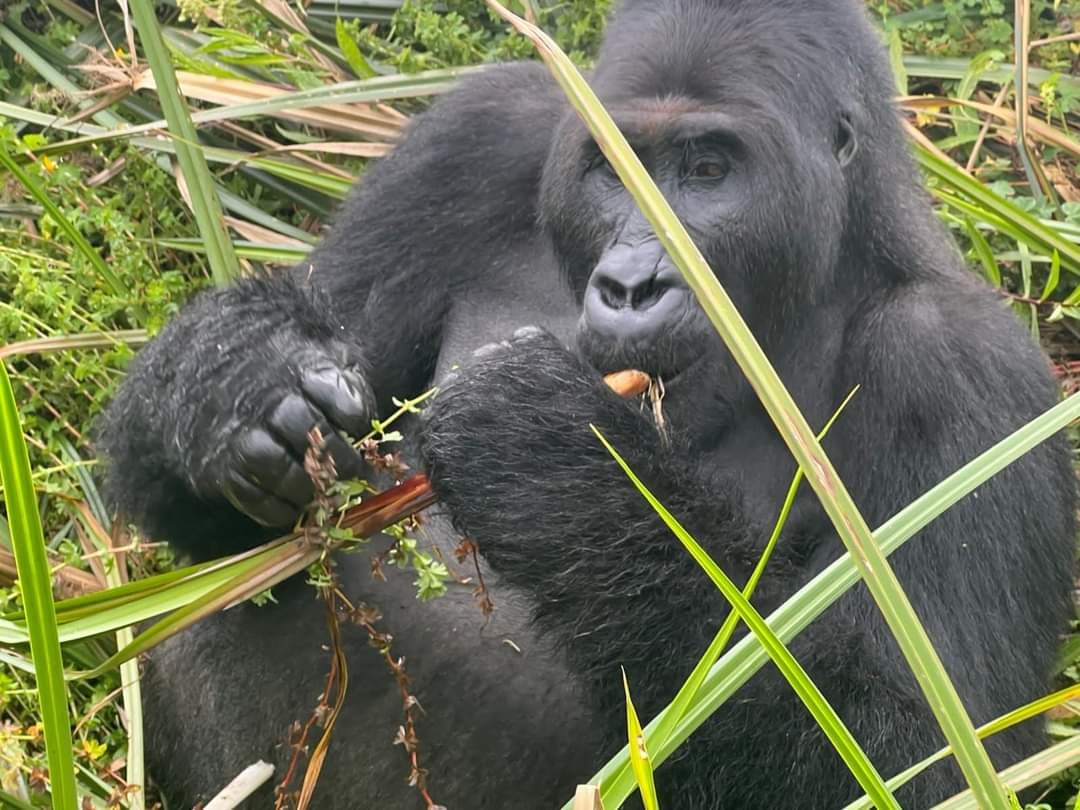 Kahuzi Biega National Park