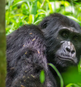 a gorilla rests in the bwindi forest on the gorilla trekking expedition