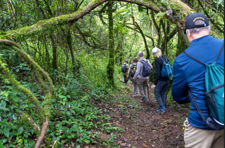 What to Pack for Gorilla Trekking Tour