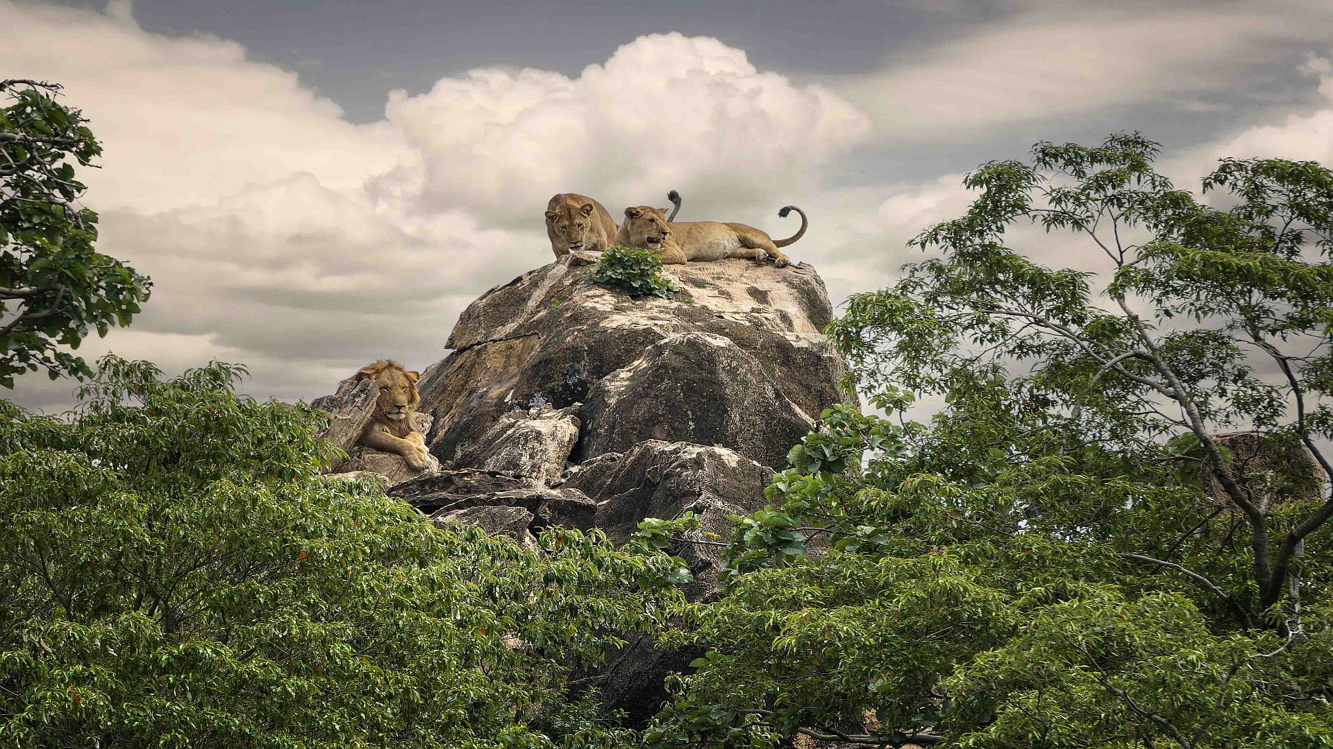 lion pride rest on top of a famous rock On a 10 Day Uganda Wildlife Safari