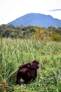 baby gorilla rides on it's mothers back; this is motherly love