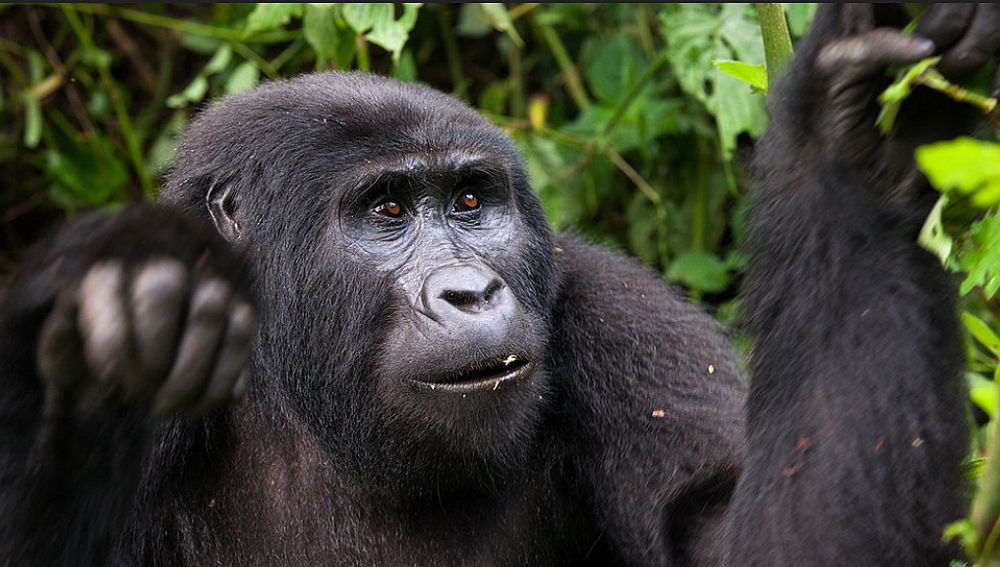 Planning a Gorilla Trekking Tour from the USA