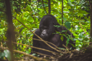 a gorilla rests amidst bwindi trees at the bwindi impenetrable forest national park 