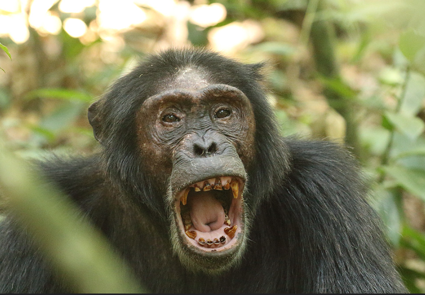 Kibale Forest National Park