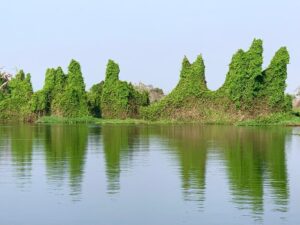 beautiful vies captured at the Nile delta cruise at Murchison Falls National Park