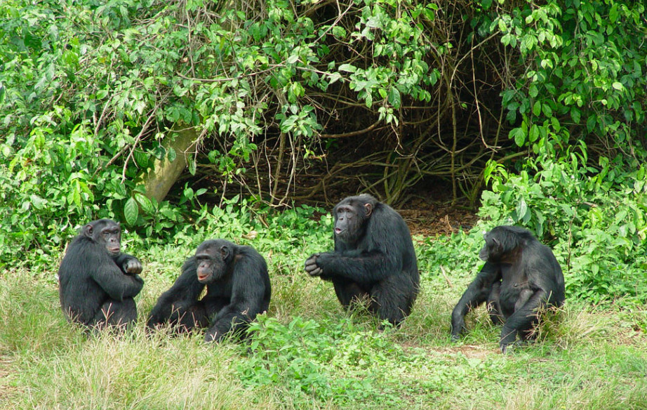 Ngamba Island rescued Chimpanzees line up waiting for food at the sanctuary 